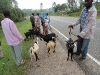 Selecting Goats