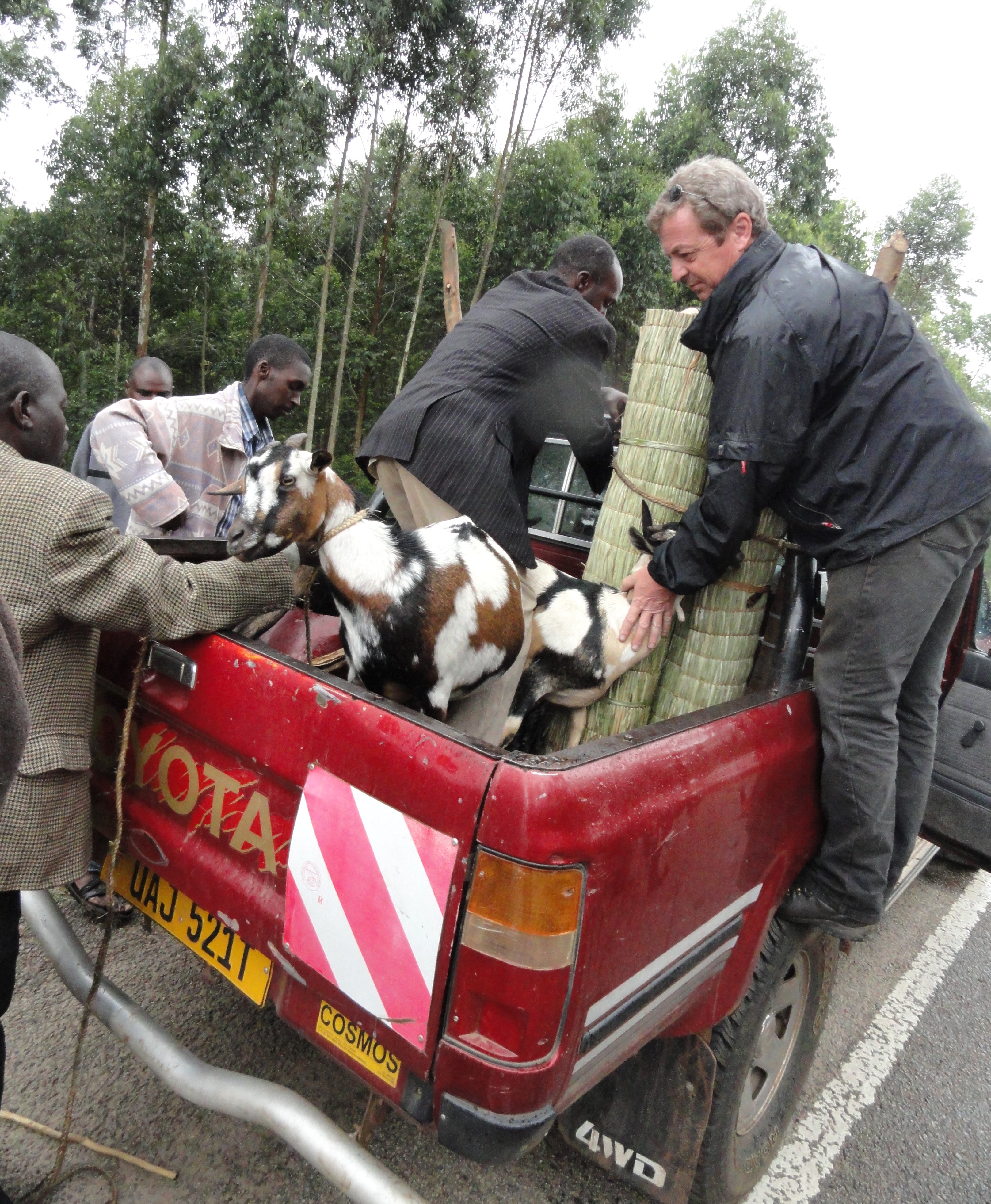 Transporting Goats