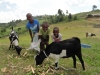 Feeding the goats