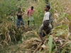 Harvesting Maize