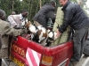 Transporting Goats